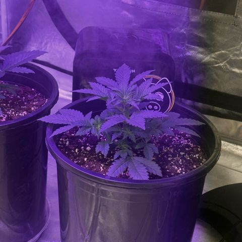 Mephisto’s Wedding  growlog timeline photo