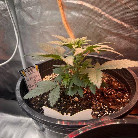 Mephisto’s Wedding  growlog timeline photo