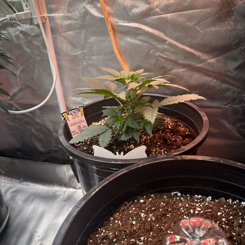 Mephisto’s Wedding  growlog timeline photo