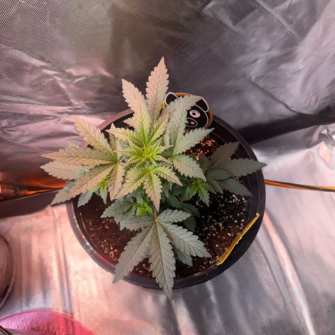 Mephisto’s Wedding  growlog timeline photo