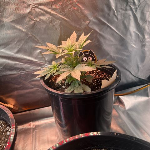 Mephisto’s Wedding  growlog timeline photo