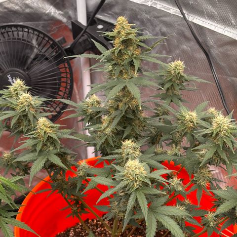 GSC growlog timeline photo