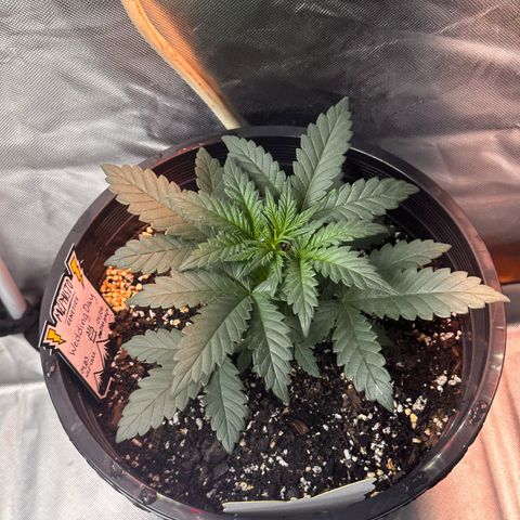 Mephisto’s Wedding  growlog timeline photo