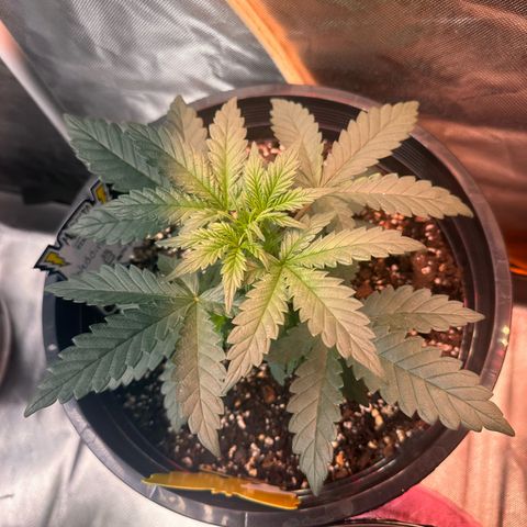 Mephisto’s Wedding  growlog timeline photo
