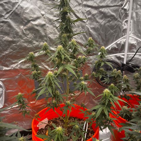 GSC growlog timeline photo