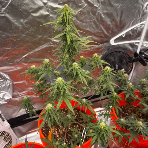 GSC growlog timeline photo
