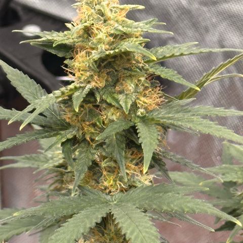 GSC growlog timeline photo