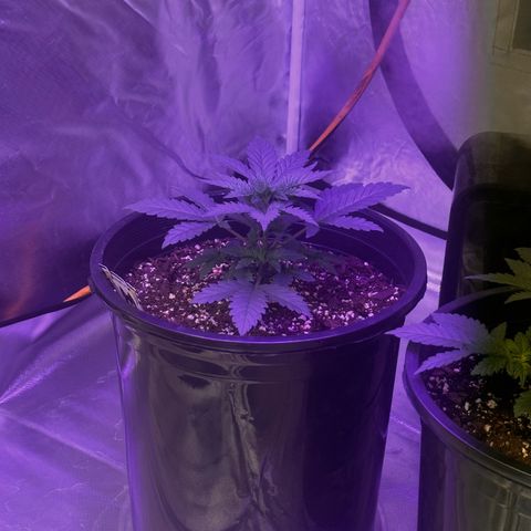 Mephisto’s Wedding  growlog timeline photo