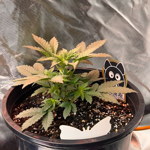 Mephisto’s Wedding  growlog timeline photo