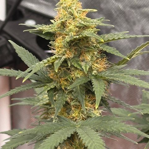GSC growlog timeline photo