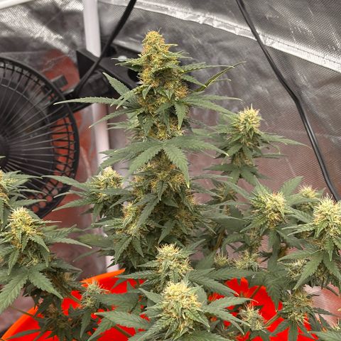 GSC growlog timeline photo