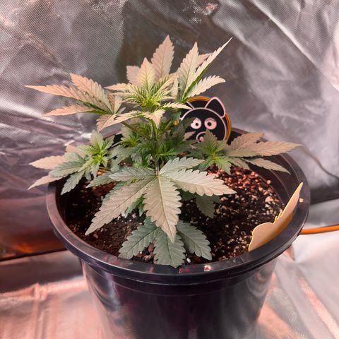 Mephisto’s Wedding  growlog timeline photo