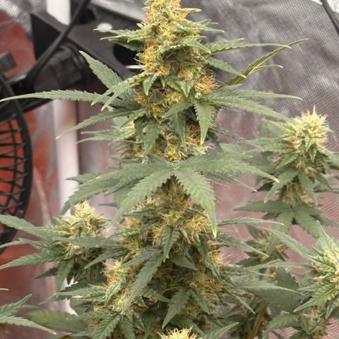 GSC growlog timeline photo