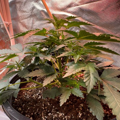 Mephisto’s Wedding  growlog timeline photo
