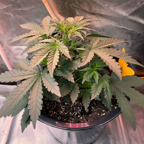 Mephisto’s Wedding  growlog timeline photo