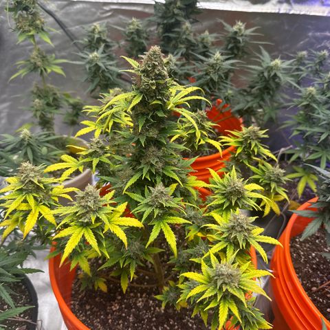 GSC growlog timeline photo