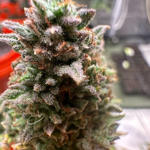 GSC growlog timeline photo