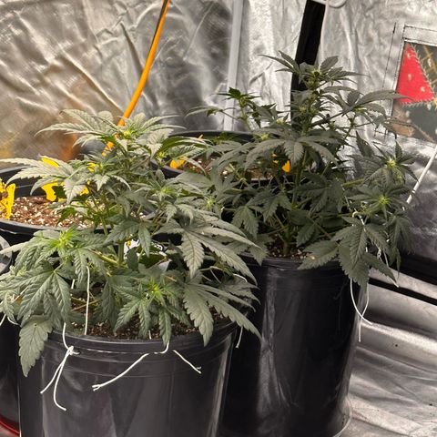 Mephisto’s Wedding  growlog timeline photo