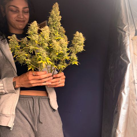 GSC growlog timeline photo