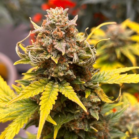 GSC growlog timeline photo