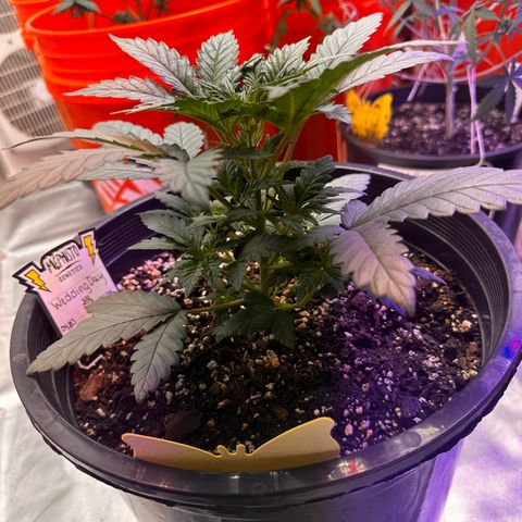 Mephisto’s Wedding  growlog timeline photo