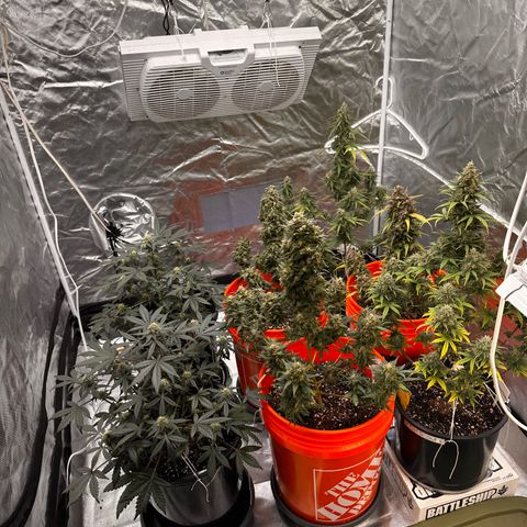 Mephisto’s Wedding  growlog timeline photo