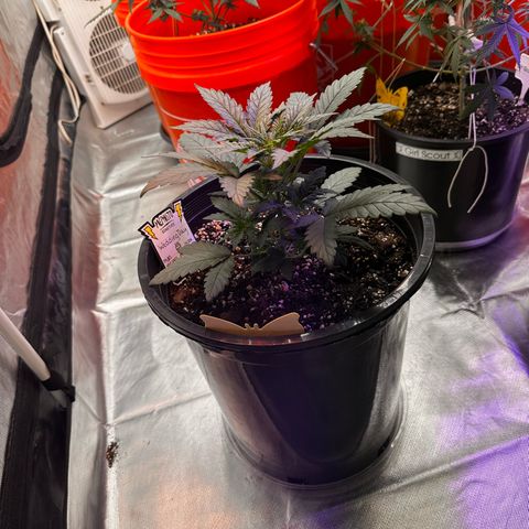 Mephisto’s Wedding  growlog timeline photo