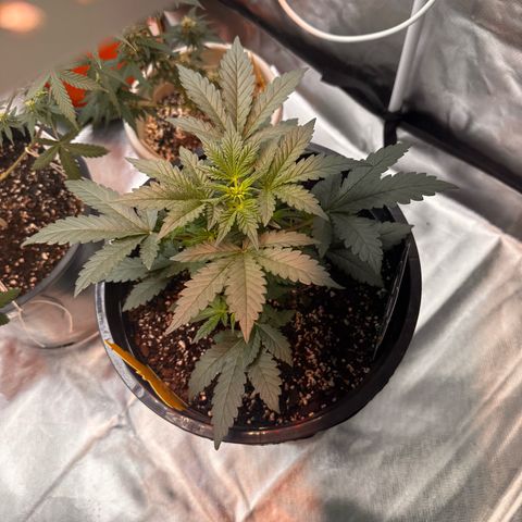 Mephisto’s Wedding  growlog timeline photo