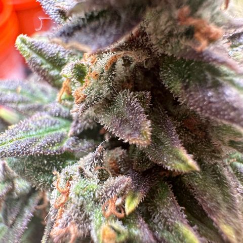 GSC growlog timeline photo