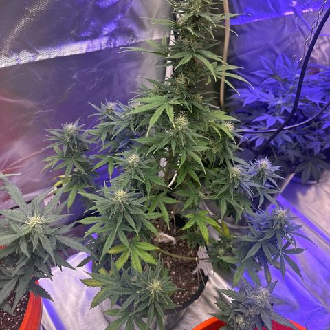 GSC growlog timeline photo