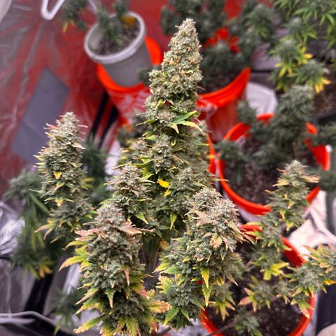 GSC growlog timeline photo
