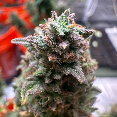 GSC growlog timeline photo