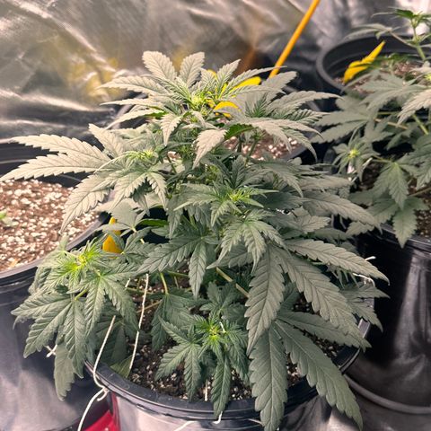 Mephisto’s Wedding  growlog timeline photo