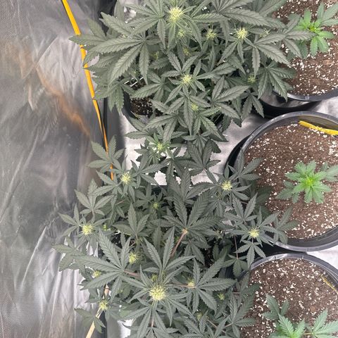 Mephisto’s Wedding  growlog timeline photo