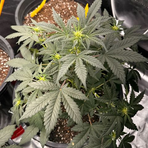 Mephisto’s Wedding  growlog timeline photo