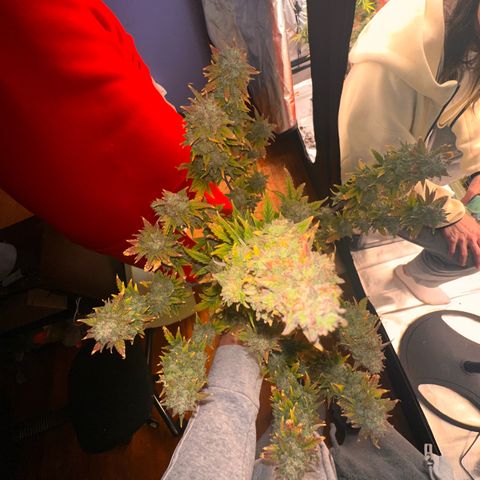 GSC growlog timeline photo