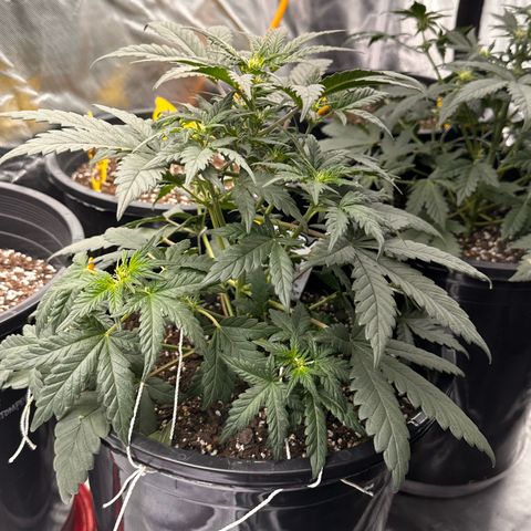 Mephisto’s Wedding  growlog timeline photo