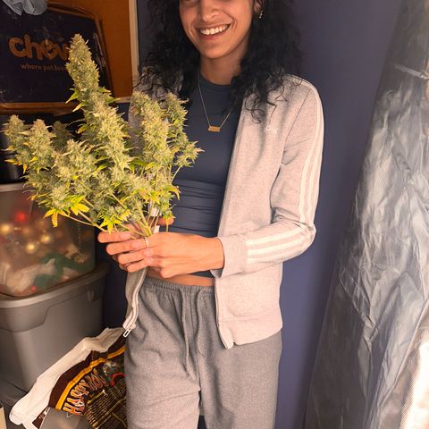 GSC growlog timeline photo