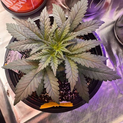 Mephisto’s Wedding  growlog timeline photo
