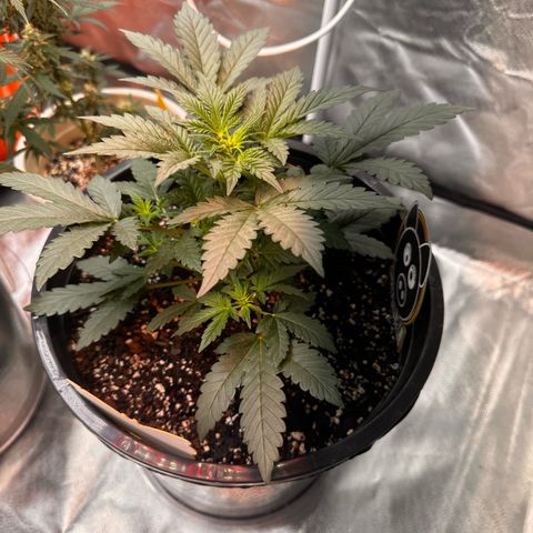Mephisto’s Wedding  growlog timeline photo