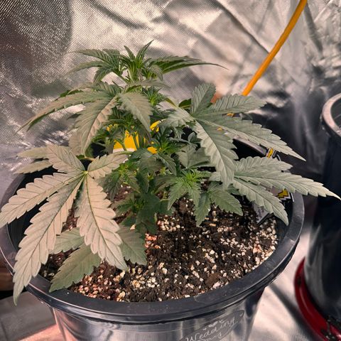 Mephisto’s Wedding  growlog timeline photo