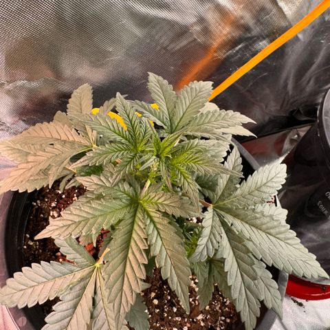 Mephisto’s Wedding  growlog timeline photo