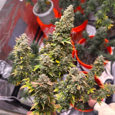 GSC growlog timeline photo