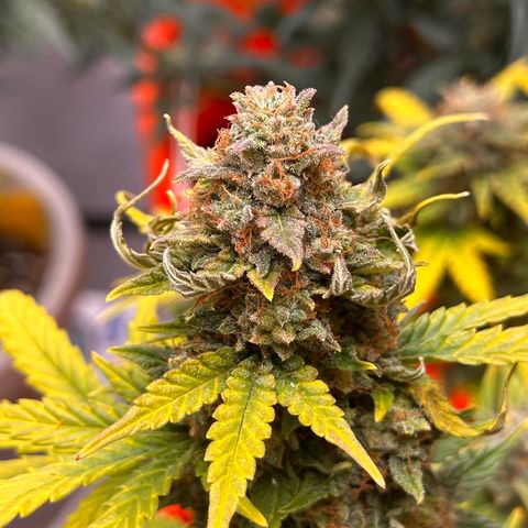 GSC growlog timeline photo