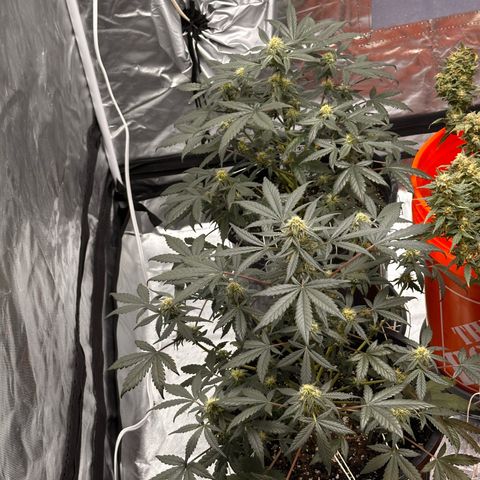 Mephisto’s Wedding  growlog timeline photo