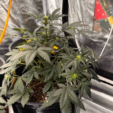 Mephisto’s Wedding  growlog timeline photo