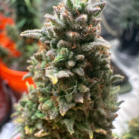 GSC growlog timeline photo