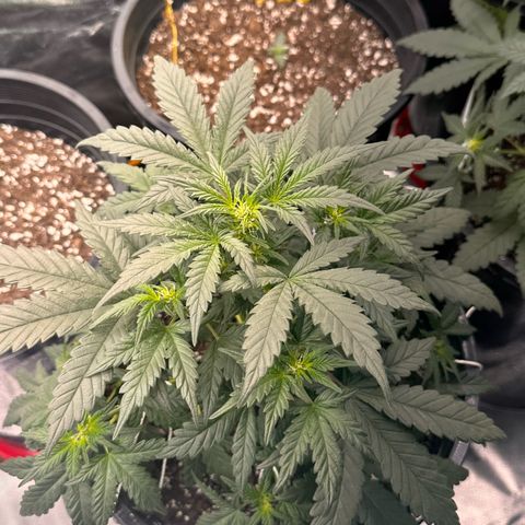 Mephisto’s Wedding  growlog timeline photo