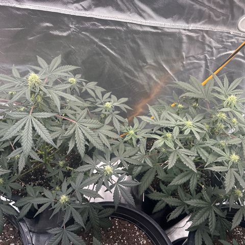 Mephisto’s Wedding  growlog timeline photo