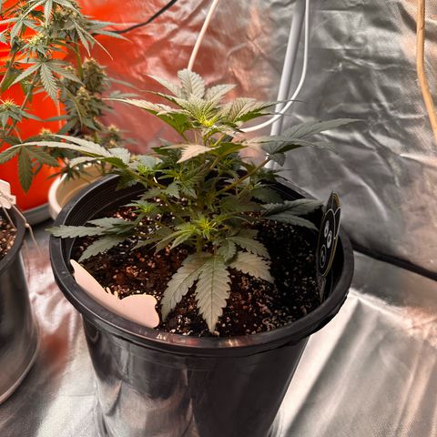 Mephisto’s Wedding  growlog timeline photo